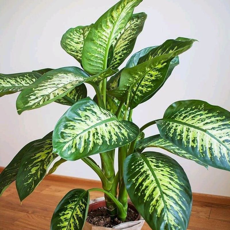 Dieffenbachia