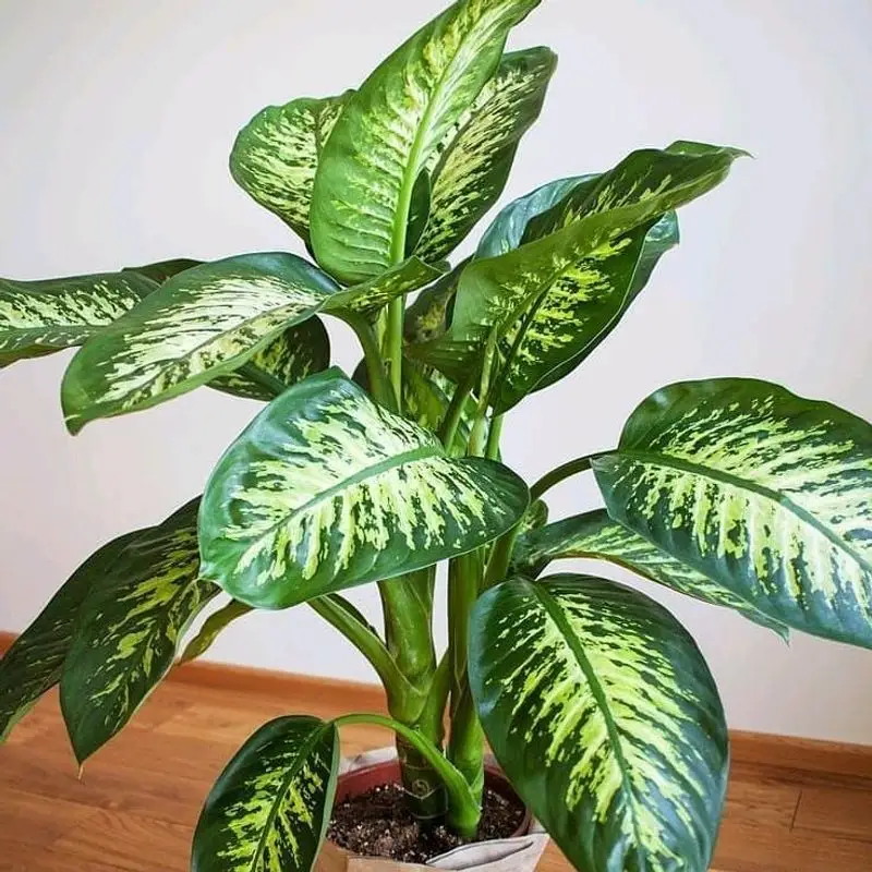Dieffenbachia
