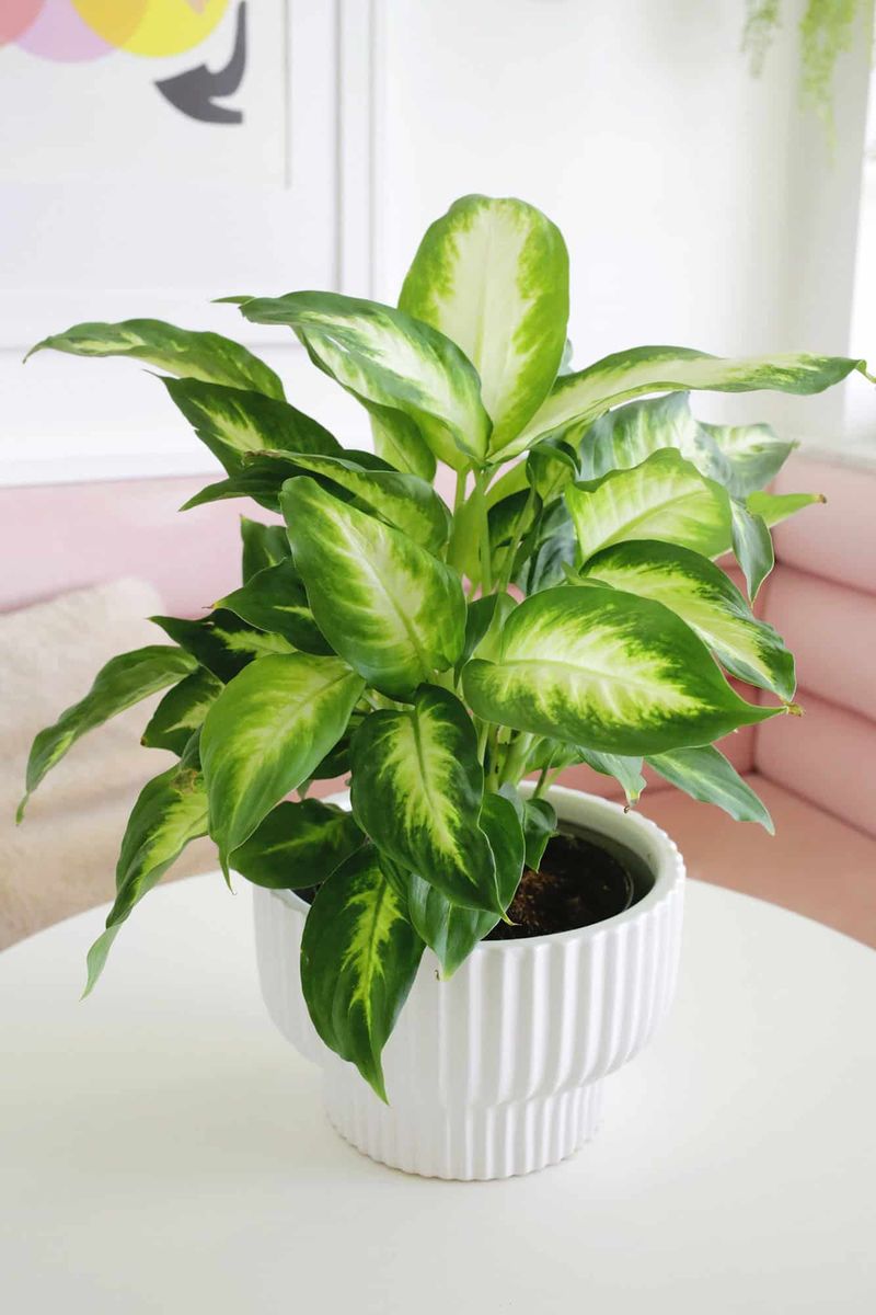 Dieffenbachia