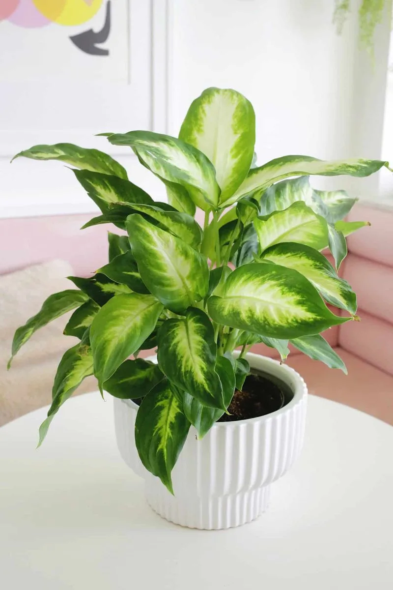 Dieffenbachia