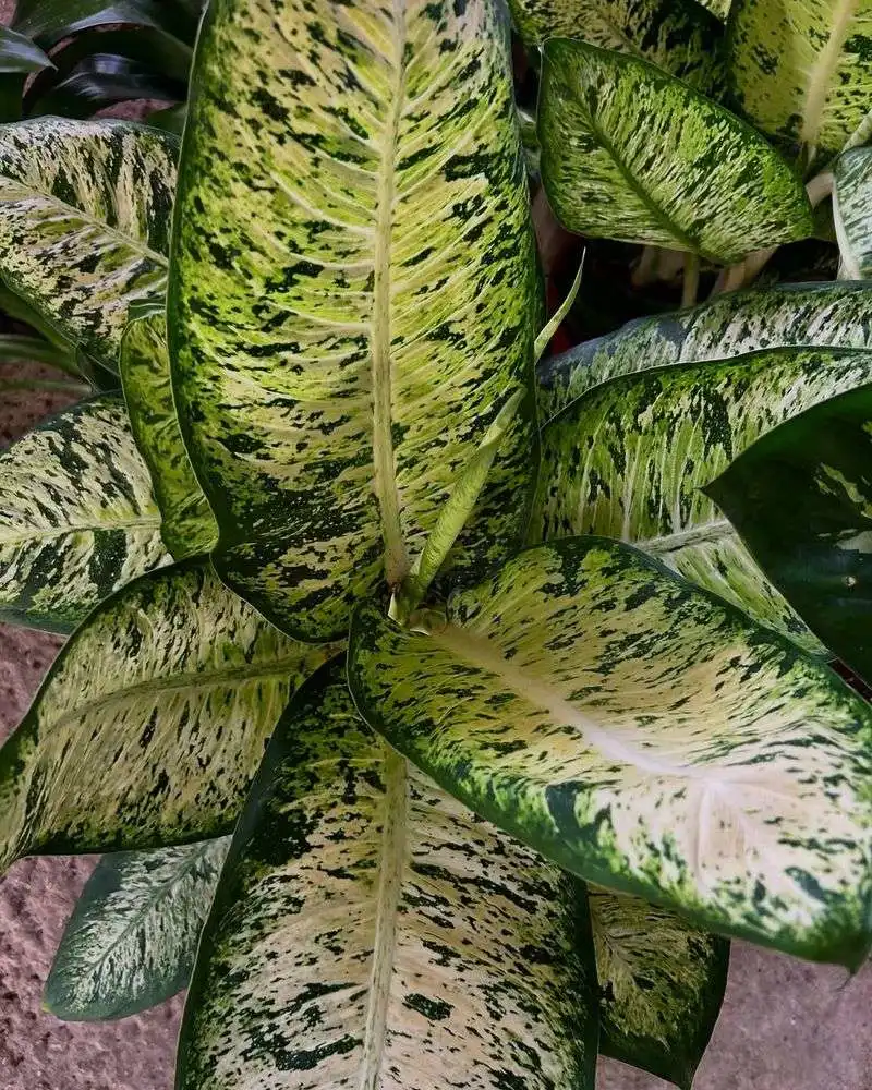 Dieffenbachia
