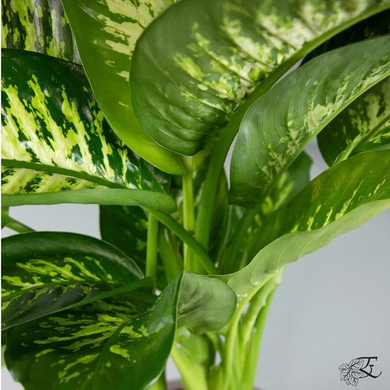 Dieffenbachia