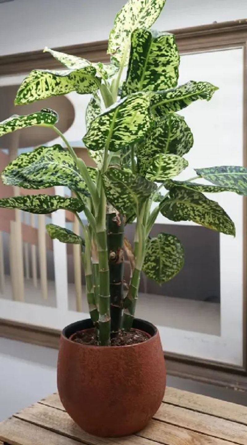 Dieffenbachia