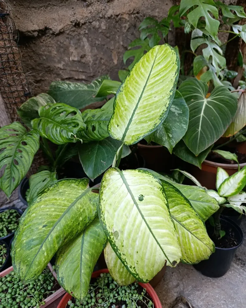 Dieffenbachia