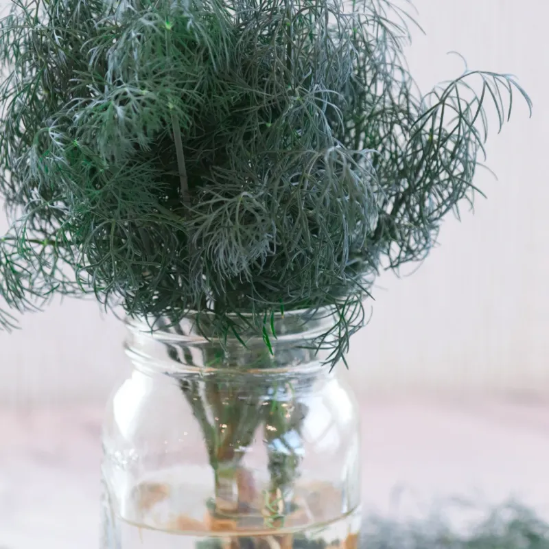 Dill