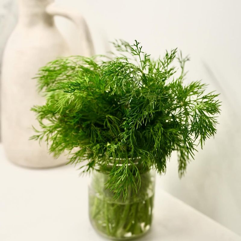 Dill