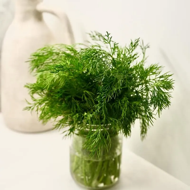 Dill