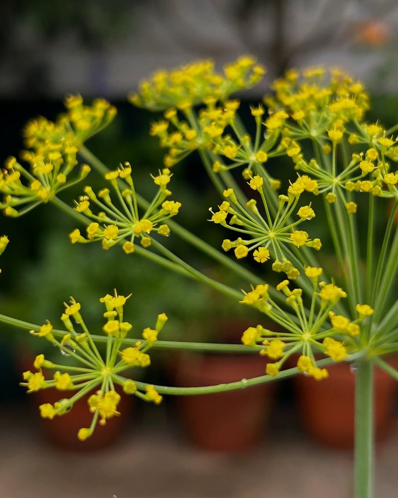 Dill