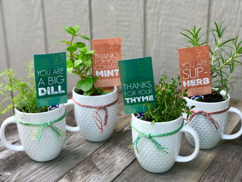 Dill