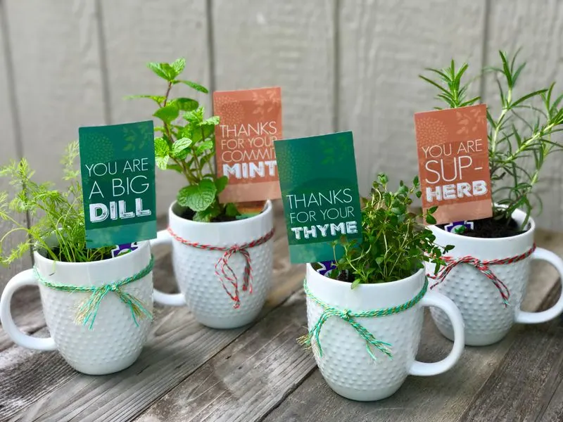 Dill