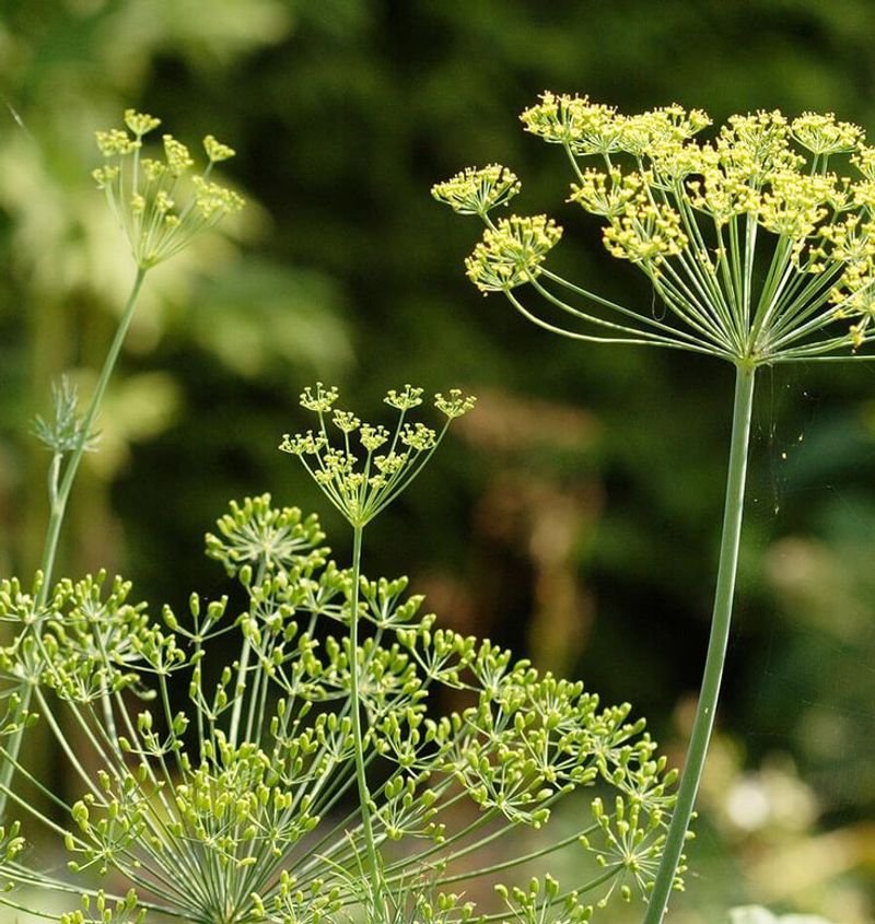 Dill