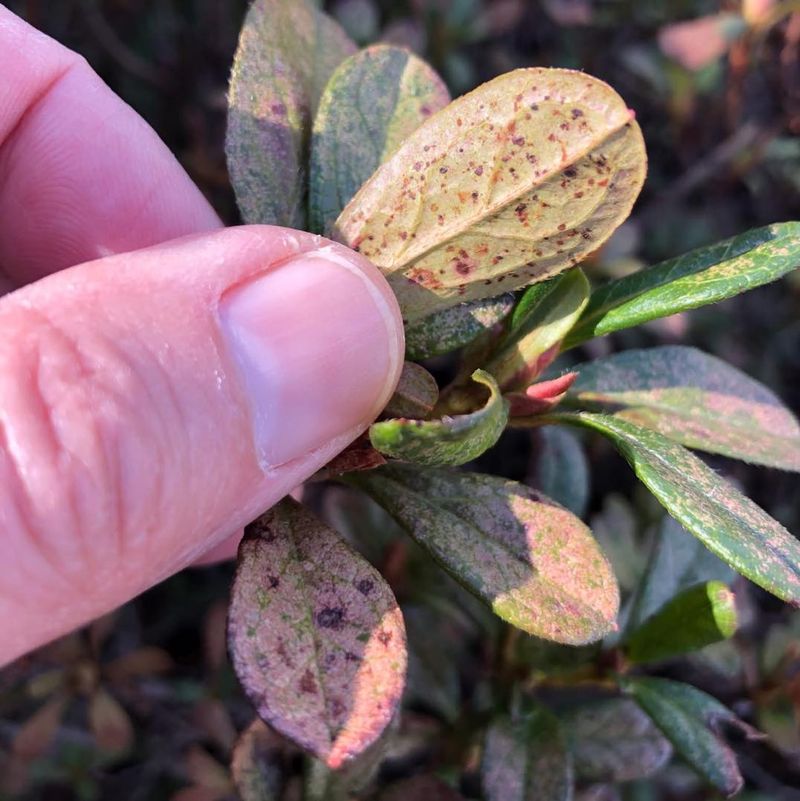 Discoloration Spots