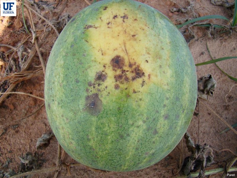 Discolored Patches