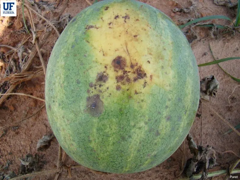 Discolored Patches