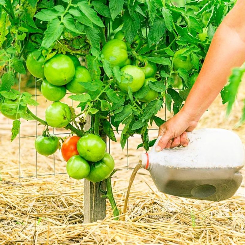 Compost Tea Application