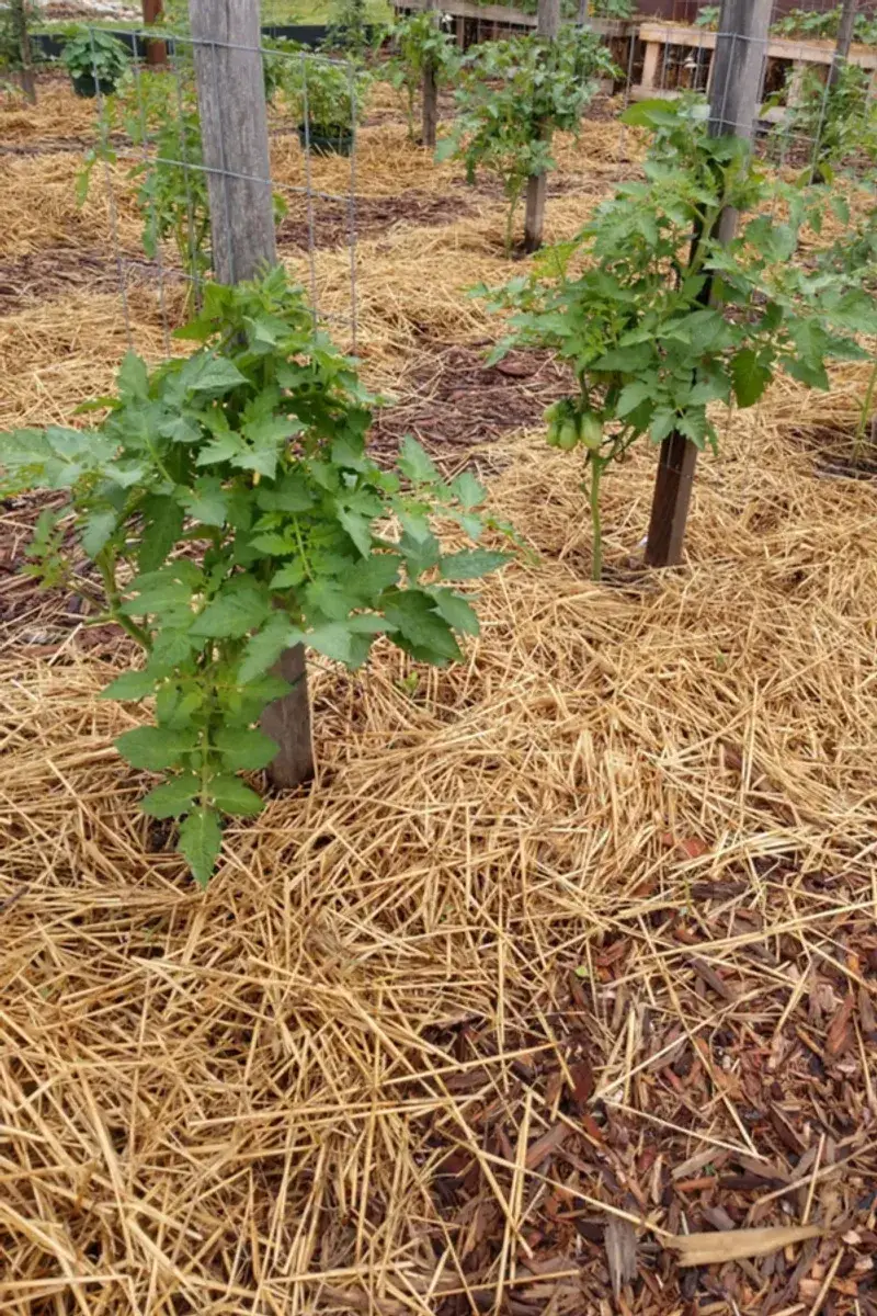 Mulching Benefits