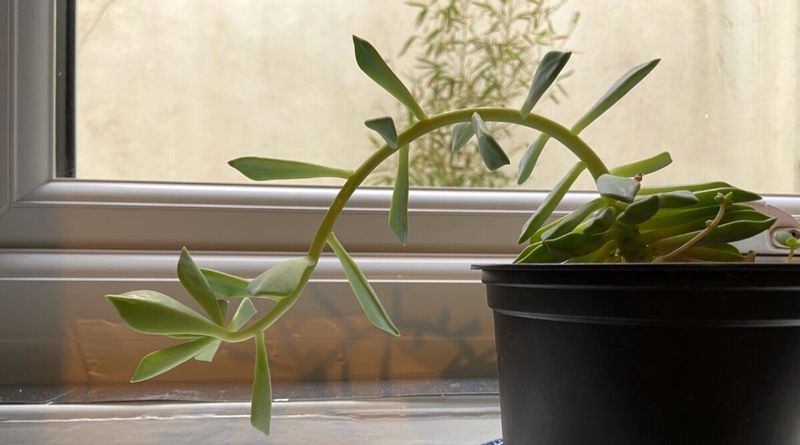 Disregarding Growth Patterns