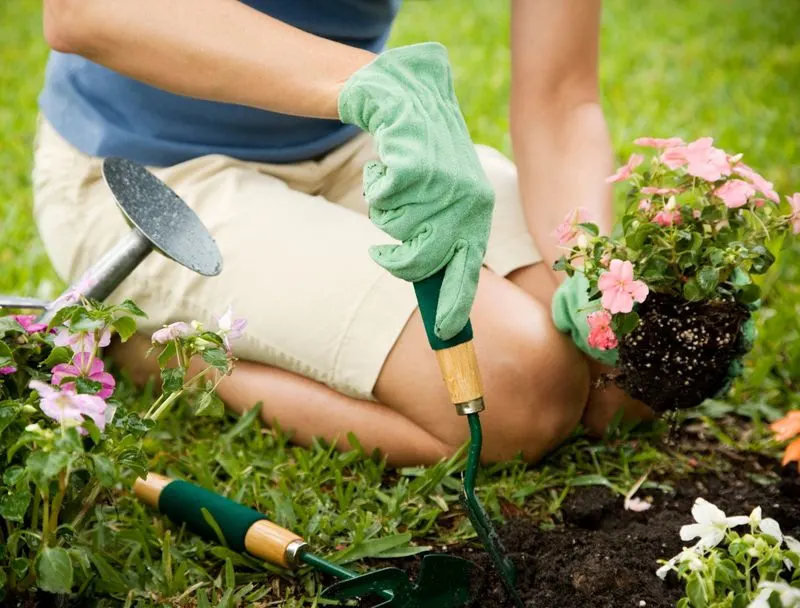Disregarding Plant Health Signs