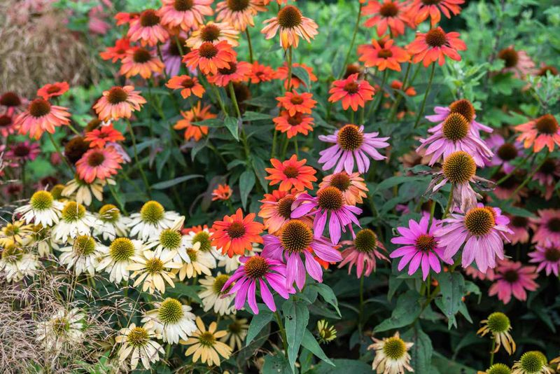 Disregarding Plant Lifespan