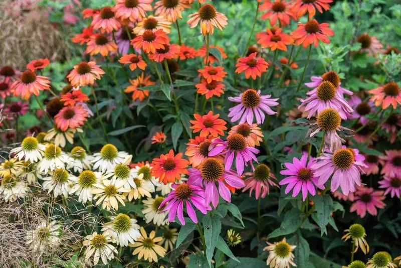 Disregarding Plant Lifespan