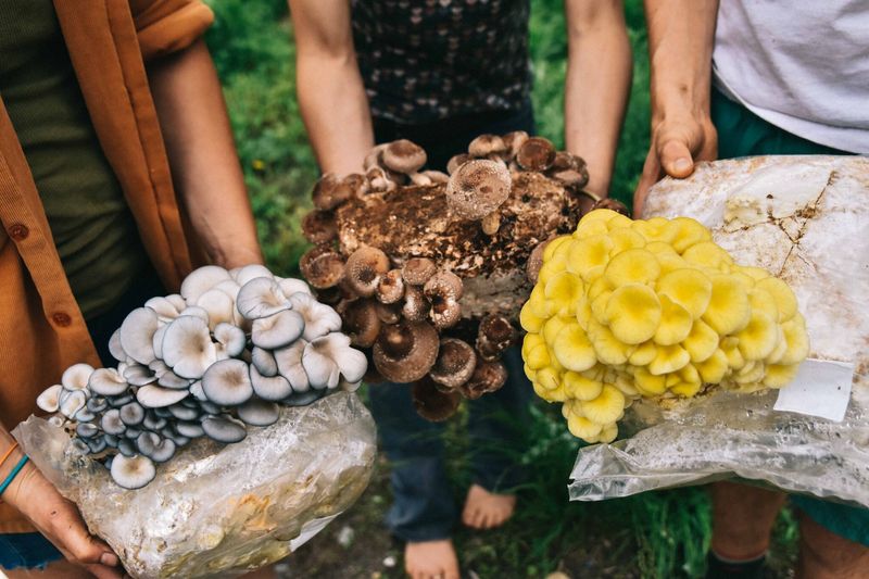 Diverse Planting, Diverse Fungi