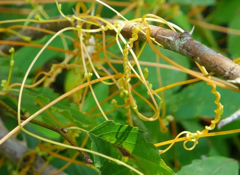 Dodder Plant’s Targeting Ability
