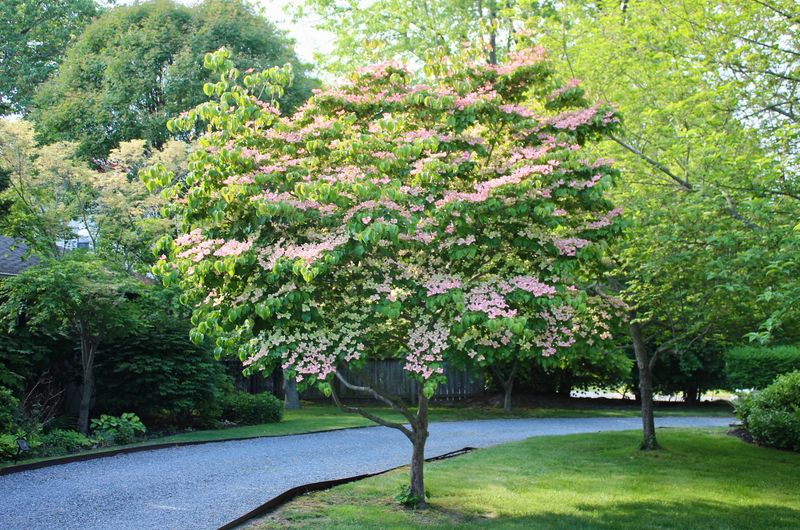 Dogwood