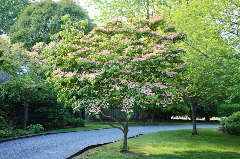 Dogwood