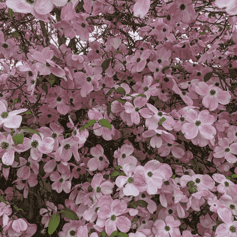 Dogwood