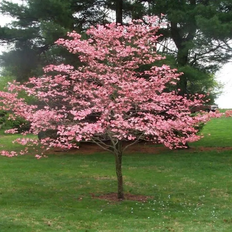 Dogwood