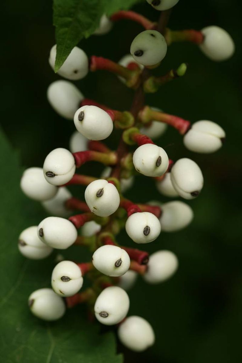 Doll's Eye Plant