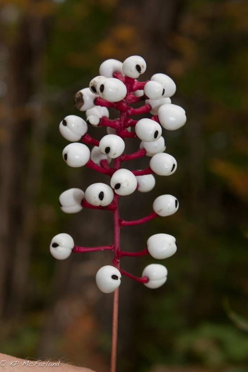 Doll's Eye
