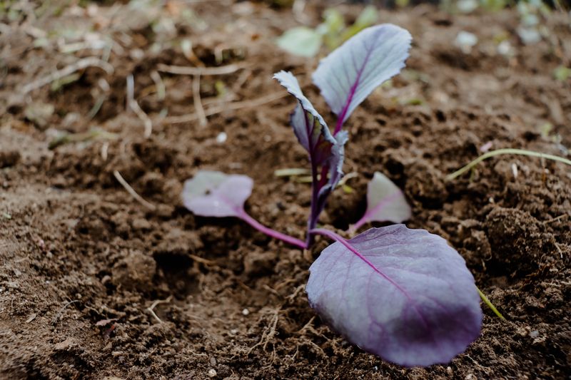 Don't Plant Before Frost Date
