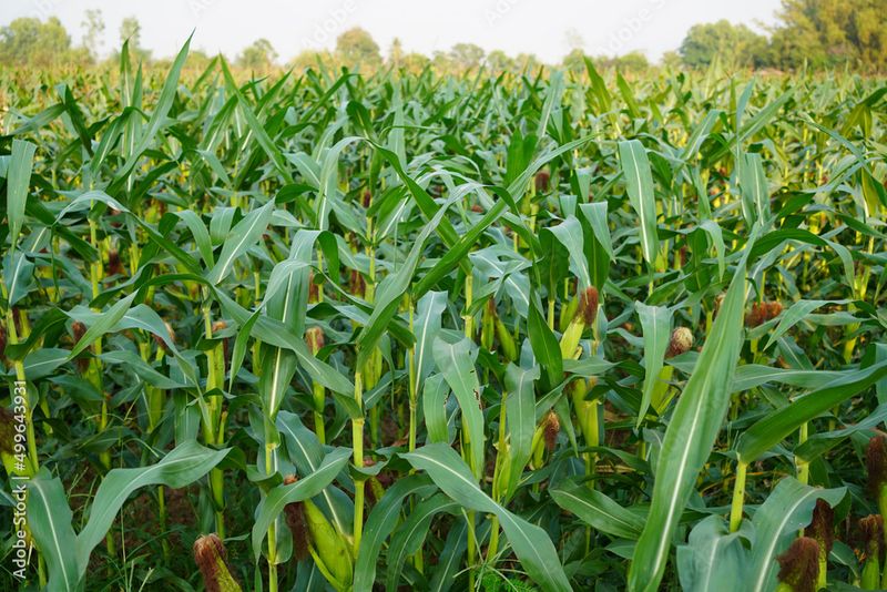 Corn