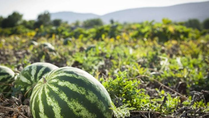 Don’t Sow These 5 Crops—Do These 7 Instead for Nonstop Summer Produce