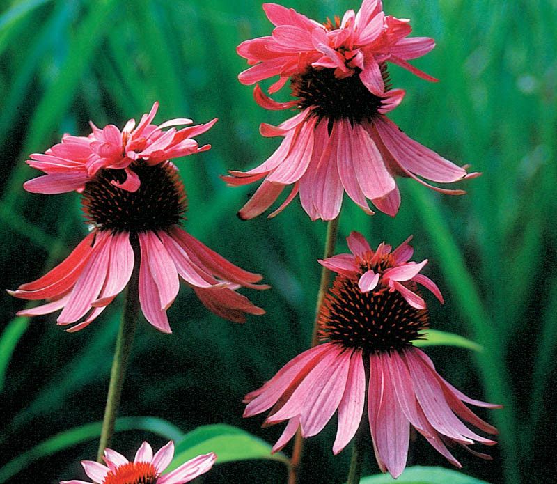 Doubledecker Coneflower