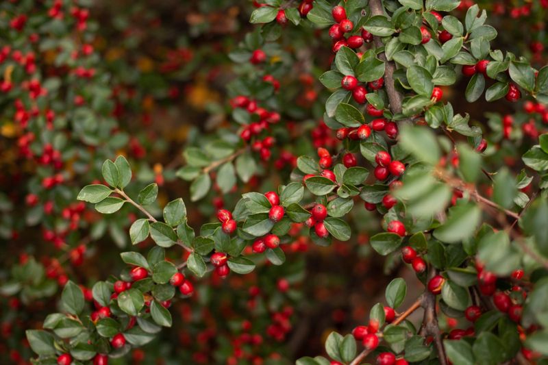 Cotoneaster