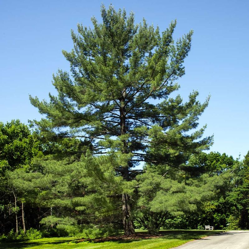 Eastern White Pine