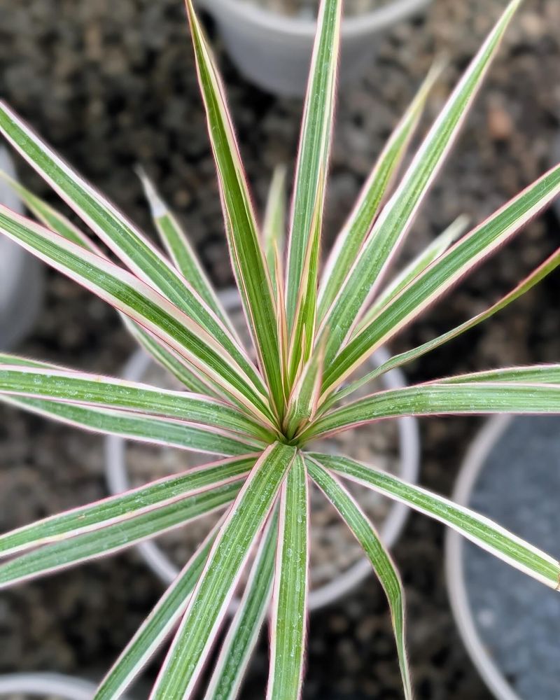 Dracaena