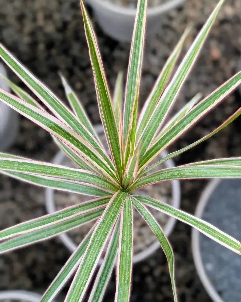 Dracaena