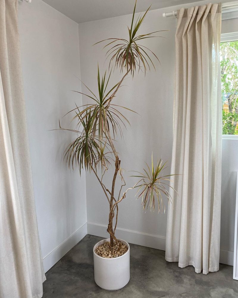 Dracaena