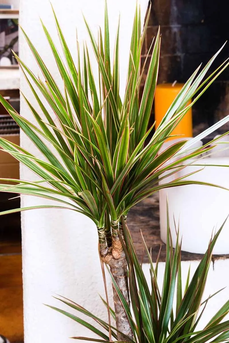 Dracaena