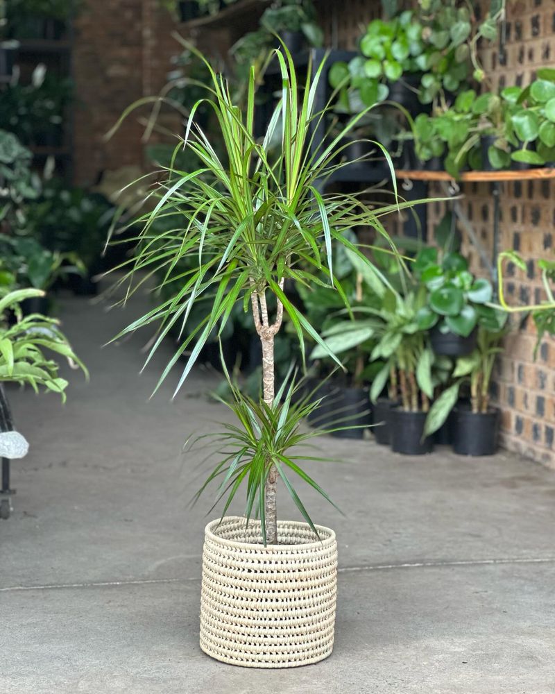 Dracaena