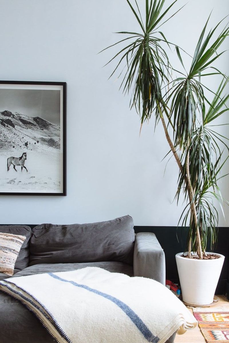 Dracaena's Dramatic Flair
