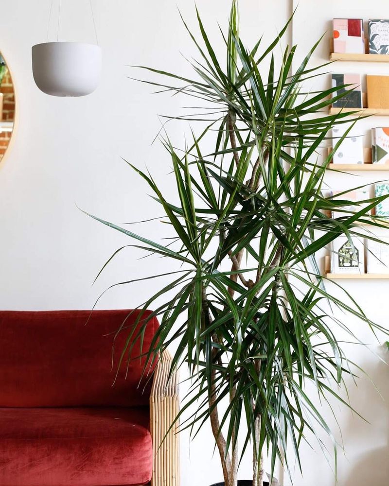 Dracaena Marginata