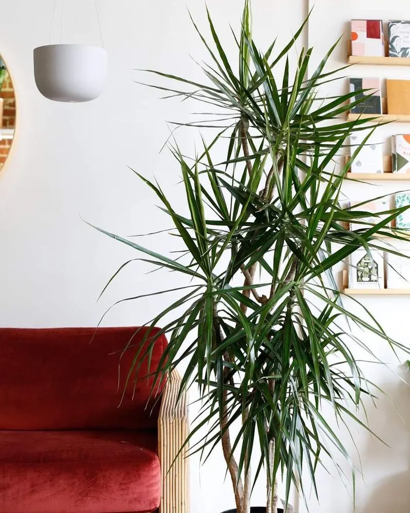 Dracaena Marginata
