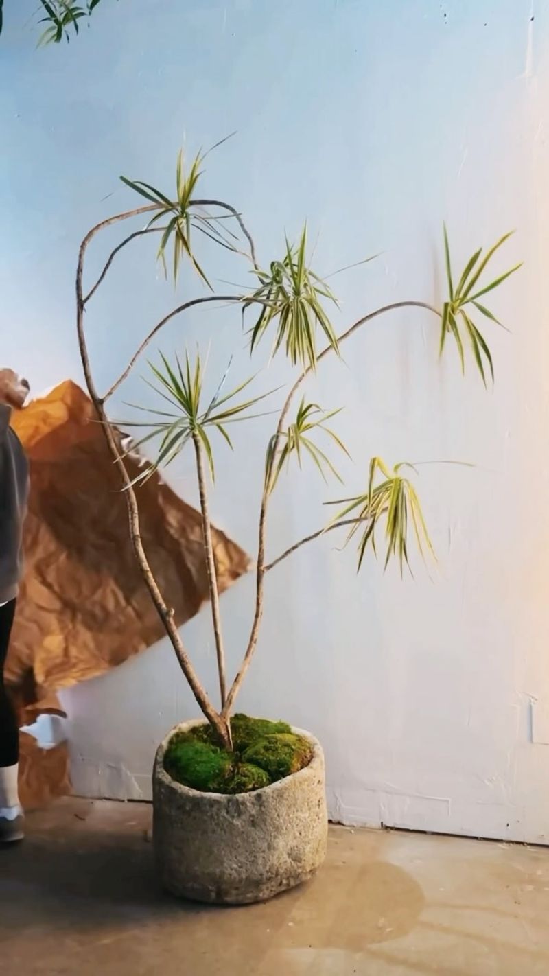 Dracaena Marginata