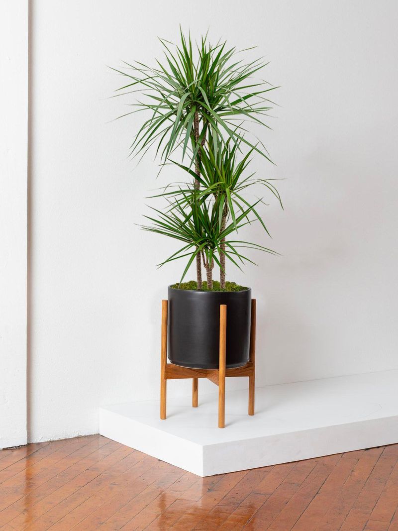 Dracaena Marginata
