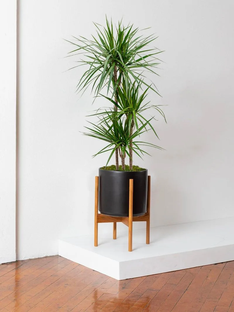 Dracaena Marginata