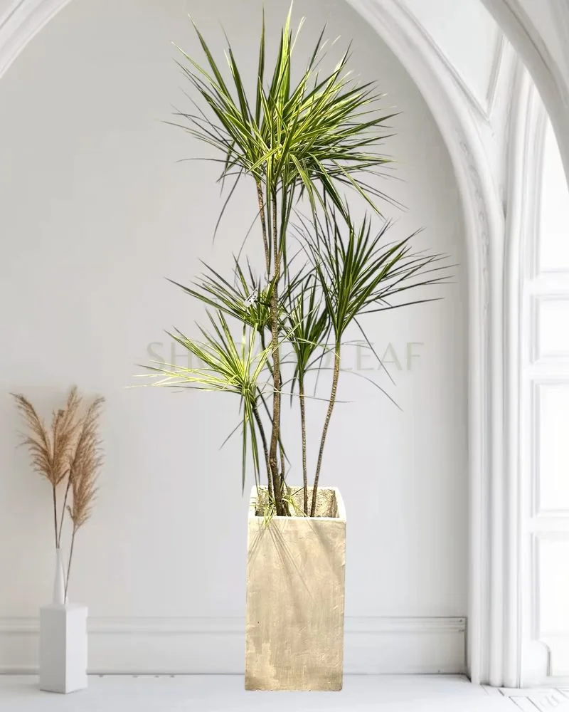 Dracaena Marginata